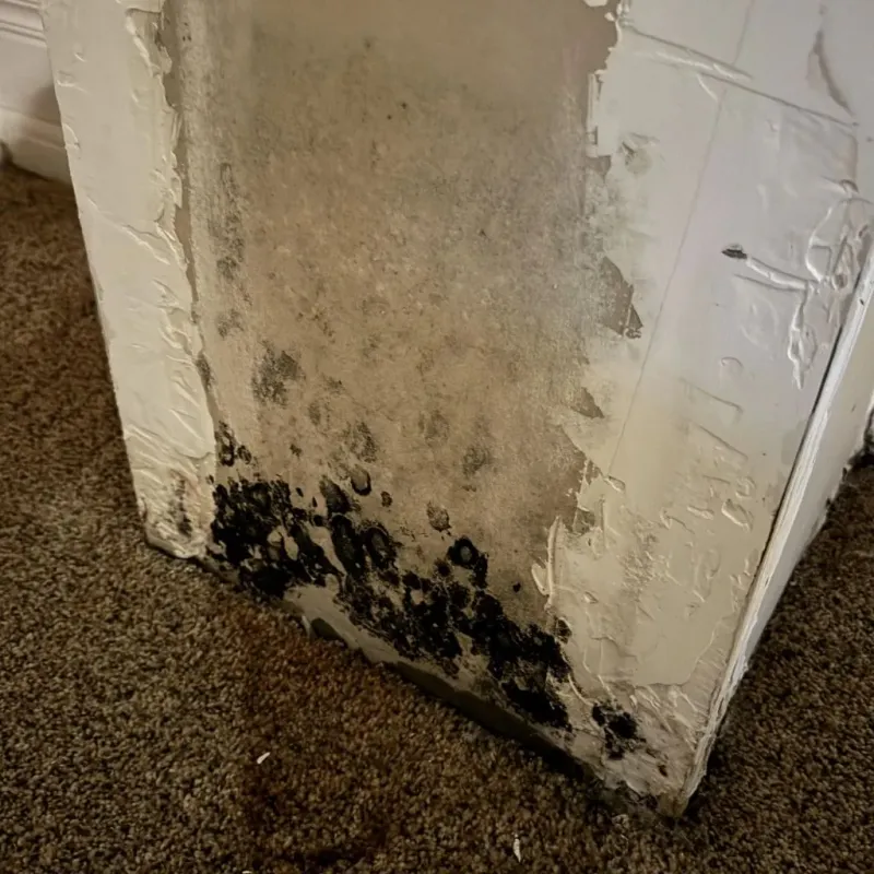 Professional Mold Removal in Crownpoint, NM